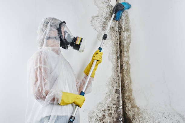 Best Mold Damage Restoration  in Milwaukee, WI