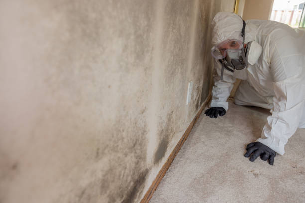 Best Basement Mold Removal  in Milwaukee, WI